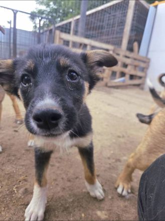 Tilly und ihre Schwester Larica möchten das Shelter gegen ein schönes Zuhause tauschen