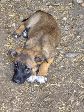 Tilly und ihre Schwester Larica möchten das Shelter gegen ein schönes Zuhause tauschen