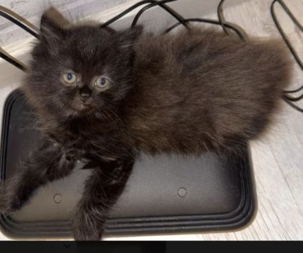 Süsse MixKitten suchen ein liebevolles Zuhause