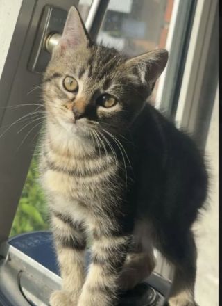 Süsse MixKitten suchen ein liebevolles Zuhause