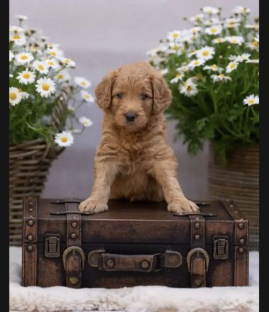 Labradoodl F1bb