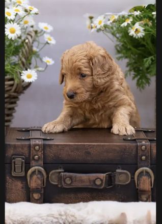 Labradoodl F1bb