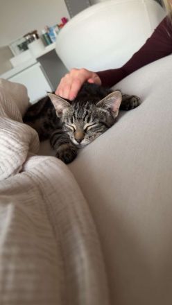 Katzen kitten dringend abzugeben