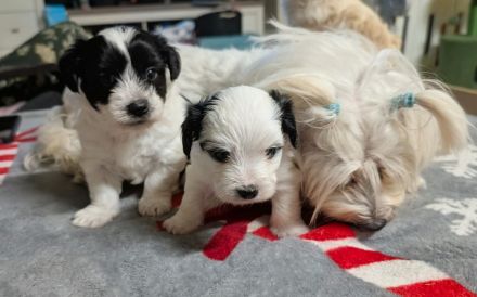 Maltichi Welpen ein Junge ein Mädchen