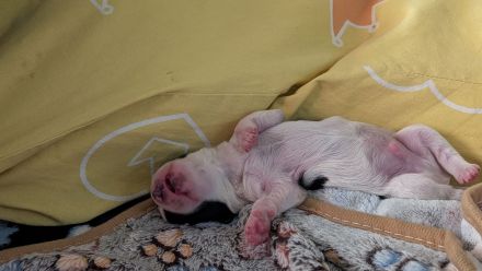Maltichi Welpen ein Junge ein Mädchen
