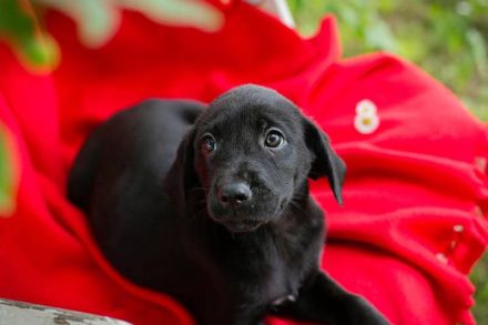 SINA – Wurde leider abgesagt und sucht zum 27.06. oder 04.07. ihr Zuhause oder Pflegestelle 🐾