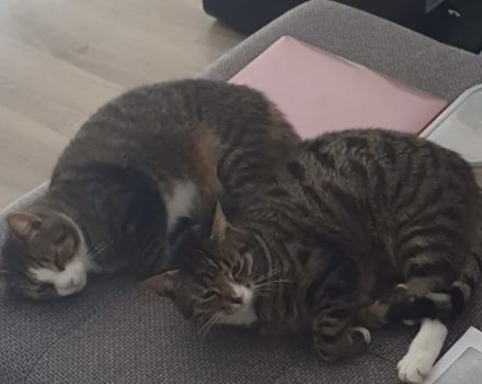 EKH suchen neues Zuhause