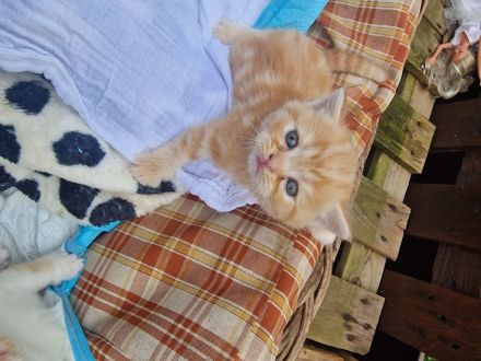 Britisches kurzhaar kitten
