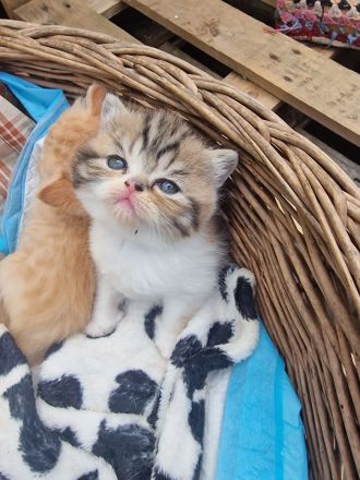 Britisches kurzhaar kitten