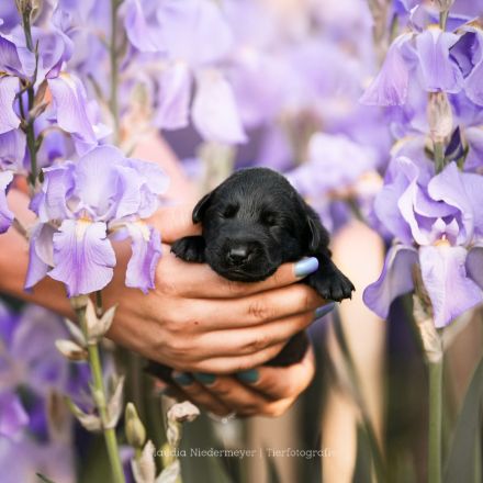 Labrador Welpen mit Ahnentafel