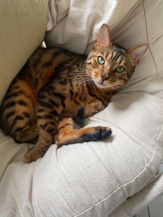 Bengal Kater