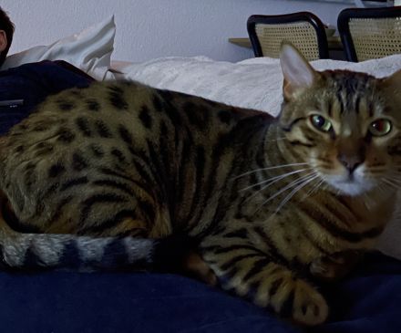 Bengal Kater