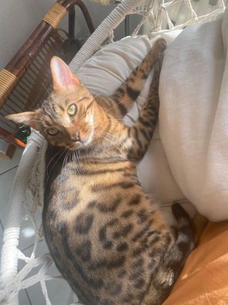 Bengal Kater