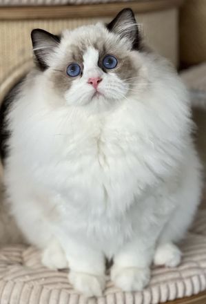 Dearcat's Cattery