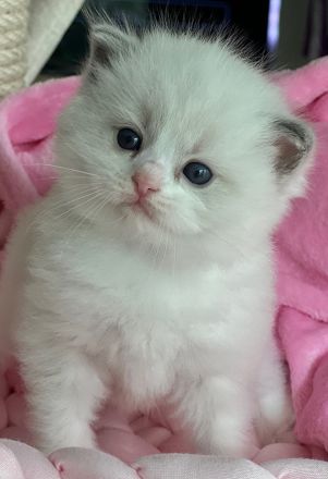 Dearcat's Cattery