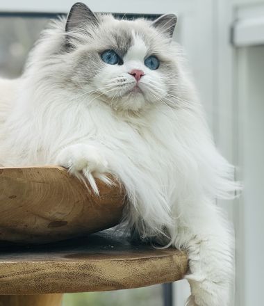 Dearcat's Cattery