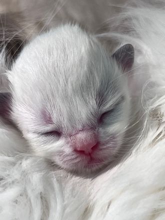 Ragdoll Kitten Colorpoint blaue Augen