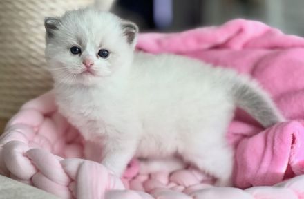 Ragdoll Kitten Colorpoint blaue Augen