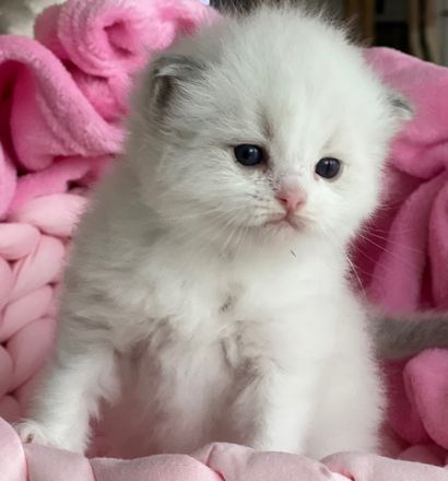 Ragdoll Kitten Colorpoint blaue Augen