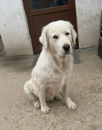 Amelyn sucht ihr Für-immer-Zuhause