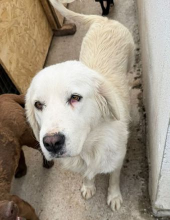Amelyn sucht ihr Für-immer-Zuhause
