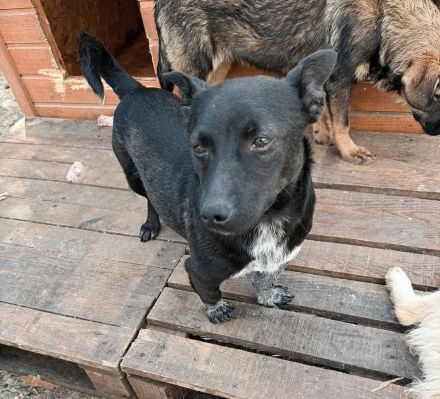 Kenzo sucht sein Für-immer-Zuhause
