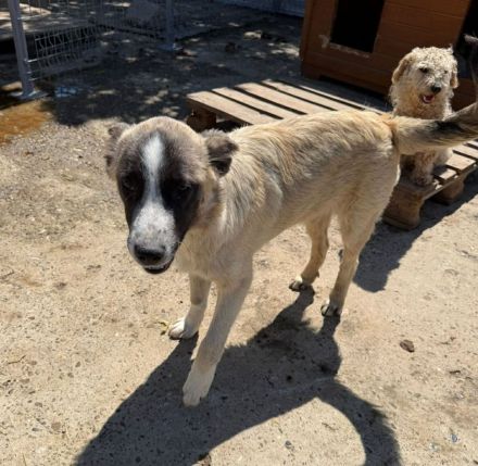 Taro sucht sein Für-immer-Zuhause