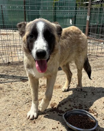 Taro sucht sein Für-immer-Zuhause