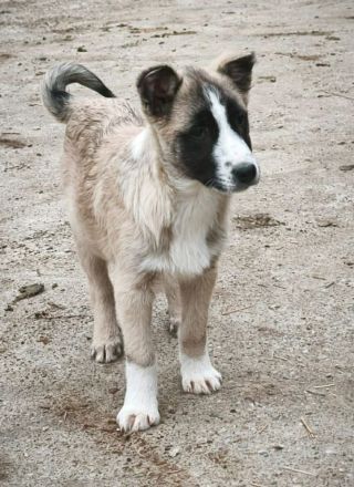 Taro sucht sein Für-immer-Zuhause