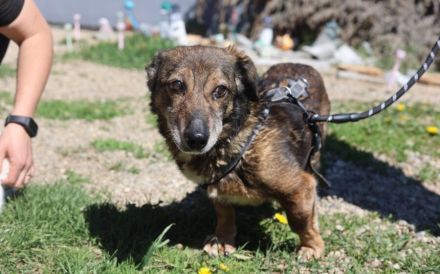 Kleiner Fynn sucht Zuhause