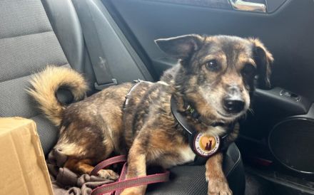 Kleiner Fynn sucht Zuhause