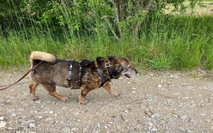Kleiner Fynn sucht Zuhause