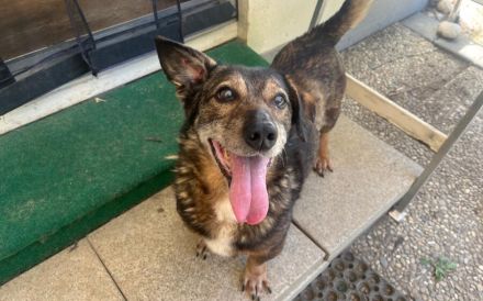 Kleiner Fynn sucht Zuhause