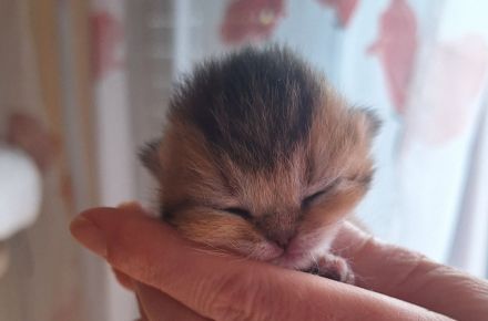 BKH reinrassig Kitten FAWN CHOCOLATE Black shaded tabby golden