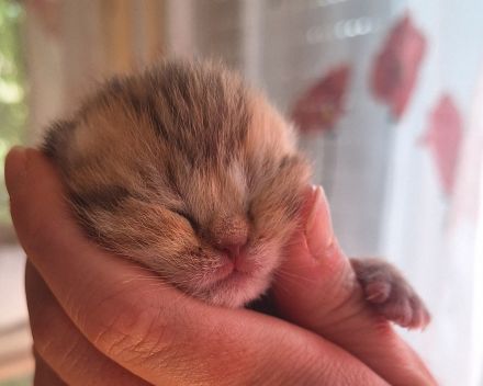 BKH reinrassig Kitten FAWN CHOCOLATE Black shaded tabby golden