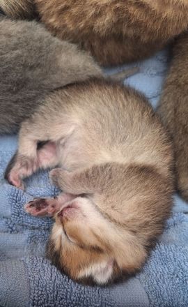 BKH reinrassig Kitten FAWN CHOCOLATE Black shaded tabby golden