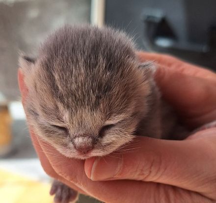 BKH reinrassig Kitten FAWN CHOCOLATE Black shaded tabby golden