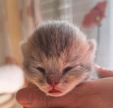 BKH reinrassig Kitten FAWN CHOCOLATE Black shaded tabby golden