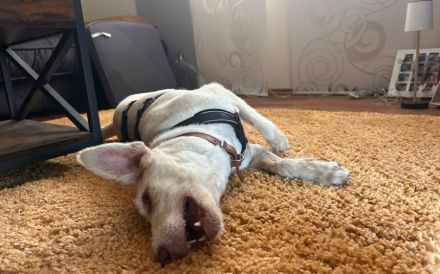 Jolanta sucht ein liebevolles Zuhause