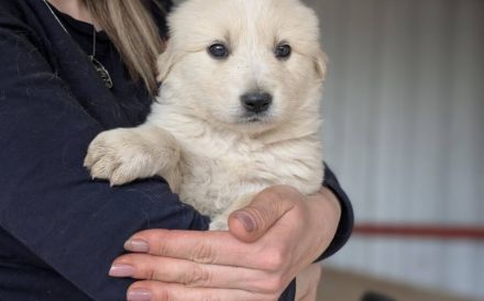 Süßes Hundekind Alani