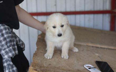 Süßes Hundekind Alani