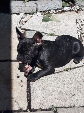 Süße französische Bulldoggen abzugeben