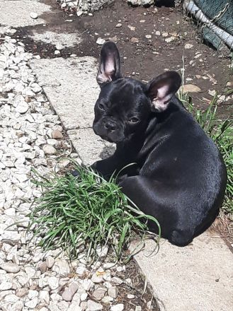 Süße französische Bulldoggen abzugeben