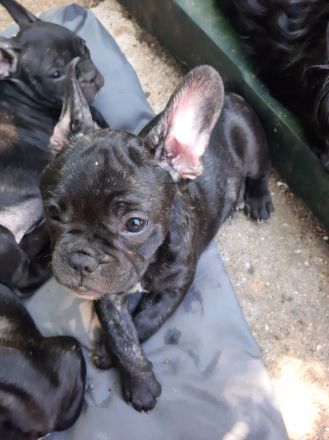 Süße französische Bulldoggen abzugeben