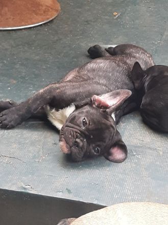 Süße französische Bulldoggen abzugeben