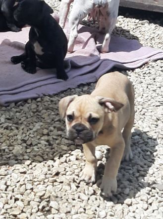 Süße französische Bulldoggen abzugeben
