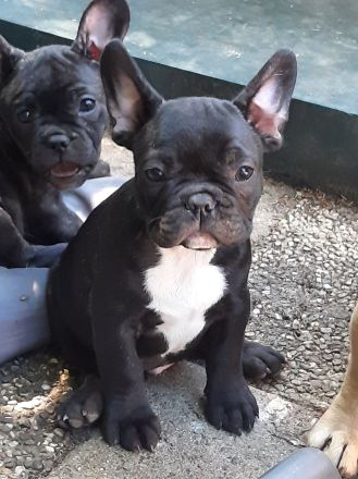 Süße französische Bulldoggen abzugeben