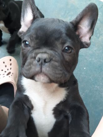 Süße französische Bulldoggen abzugeben