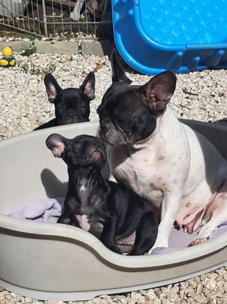 Süße französische Bulldoggen abzugeben