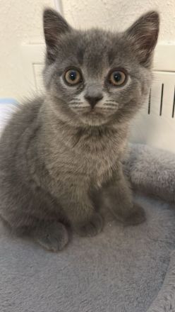 Bkh Kitten